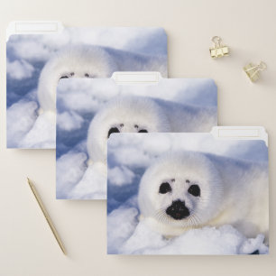 Portrait of a Harp Seal Pup File Folder