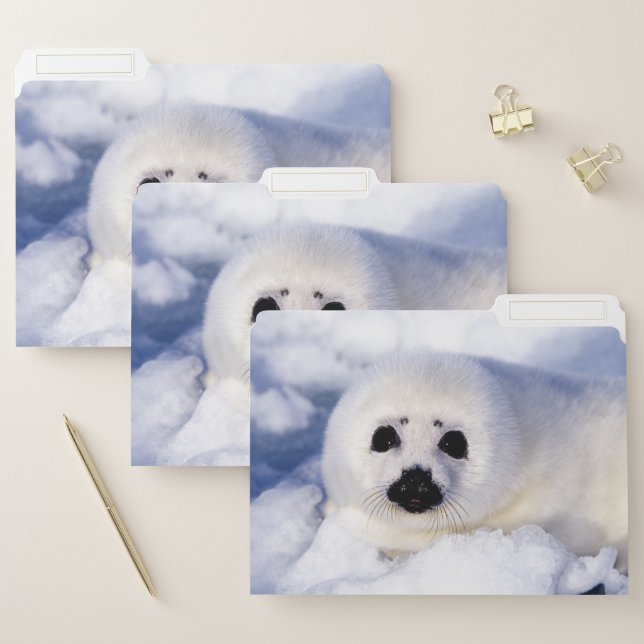 Portrait of a Harp Seal Pup File Folder (Set)