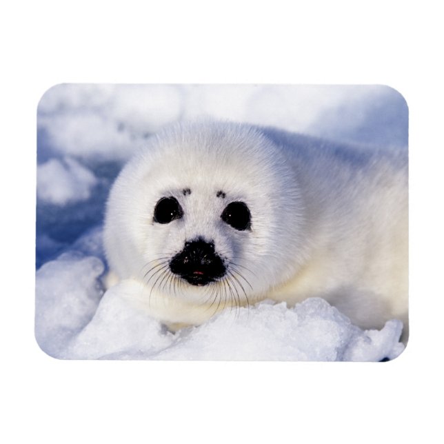 Portrait of a Harp Seal Pup Magnet (Horizontal)