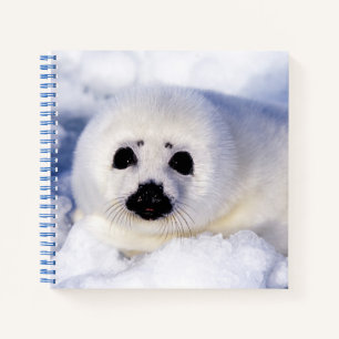 Portrait of a Harp Seal Pup Notebook