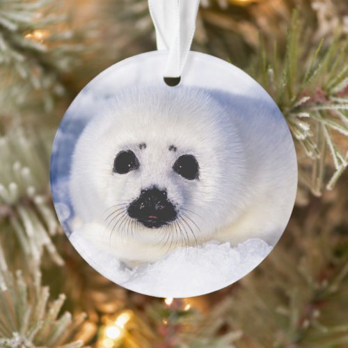 Portrait of a Harp Seal Pup Ornament