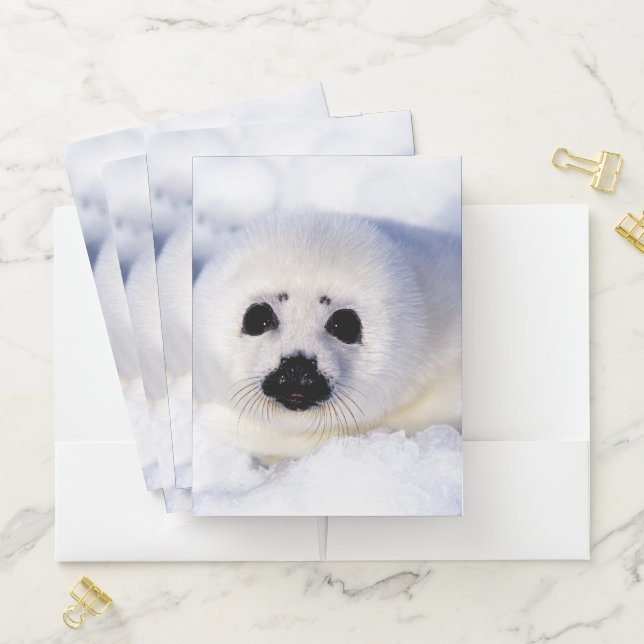 Portrait of a Harp Seal Pup Pocket Folder (In Situ)