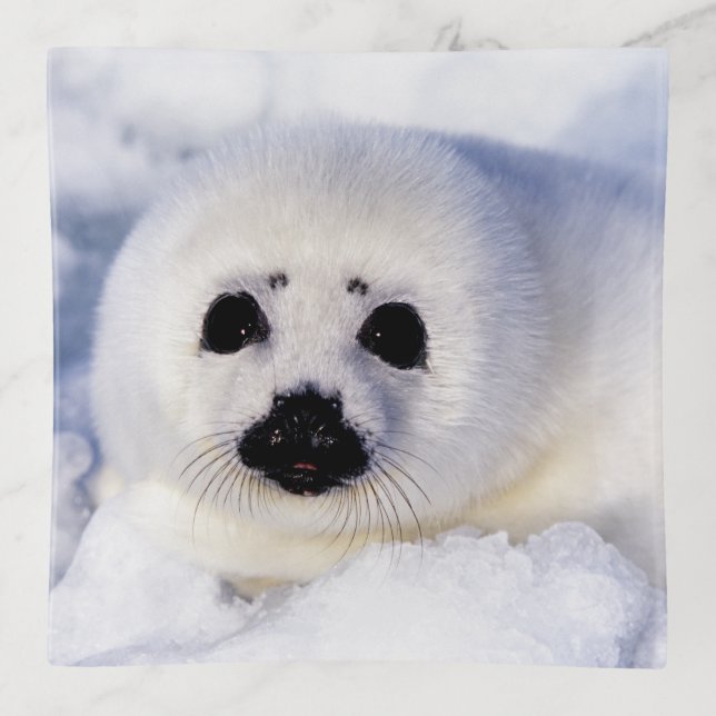 Portrait of a Harp Seal Pup Trinket Tray (Front)