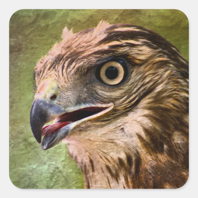 Portrait of a Hawk Square Sticker (Front)