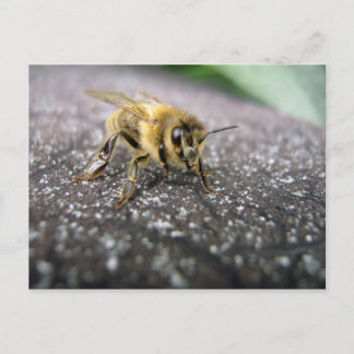 Portrait of a Honey Bee Postcard