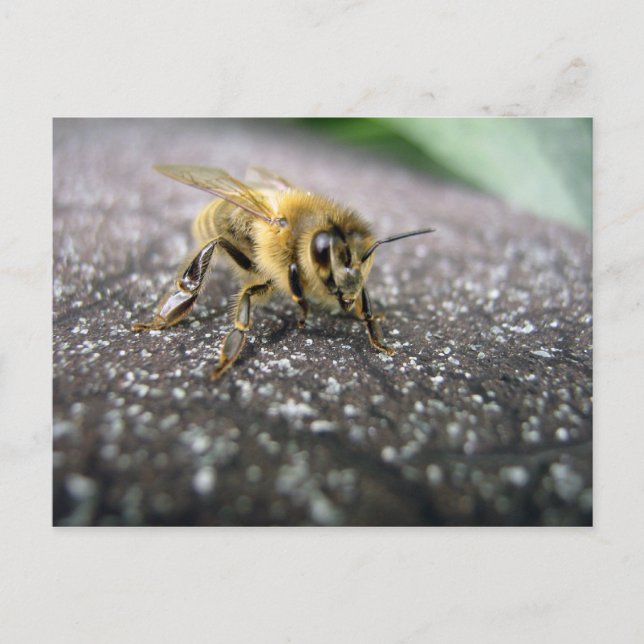 Portrait of a Honey Bee Postcard (Front)