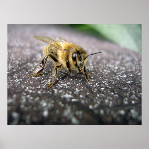 Portrait of a Honey Bee Poster