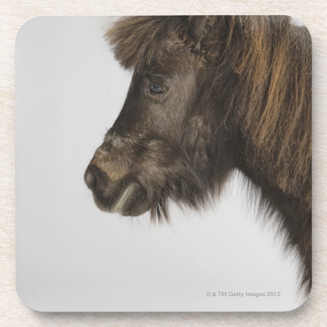 portrait of a horse beverage coaster (Front)
