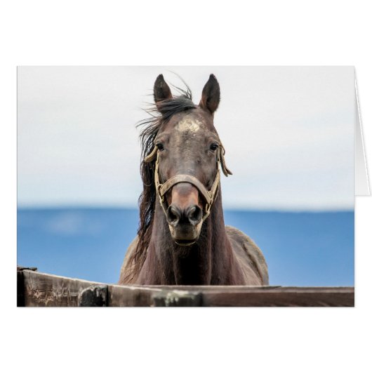 Portrait of a horse cards (Front Horizontal)