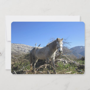 Portrait of a Horse Flat Holiday Card