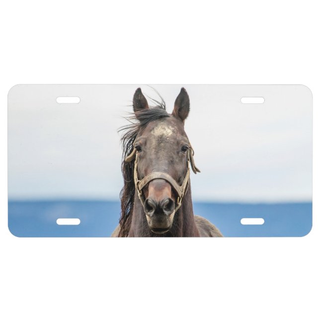 Portrait of a horse license plate (Front)