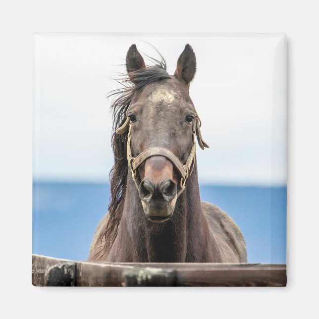 Portrait of a horse magnet (Front)
