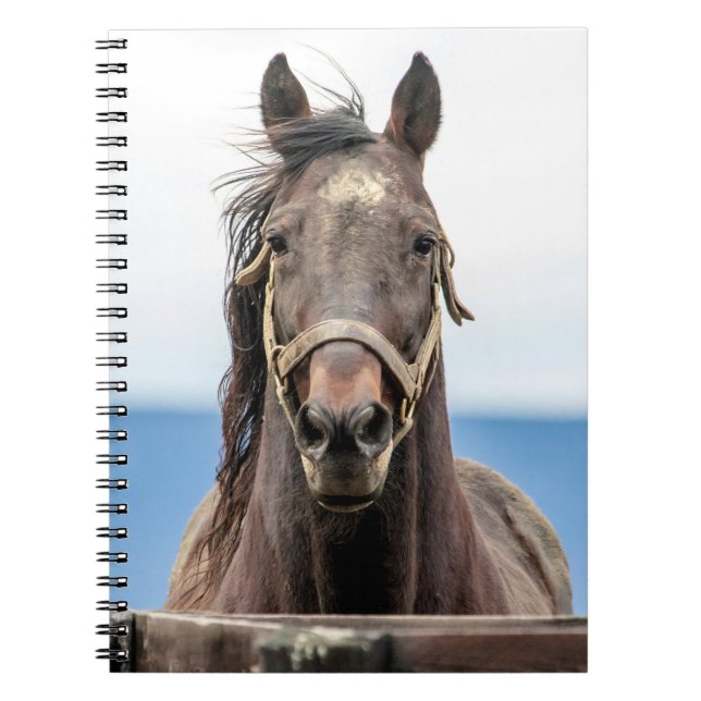 Portrait of a horse notebook (Front)