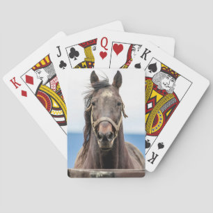 Portrait of a horse poker cards