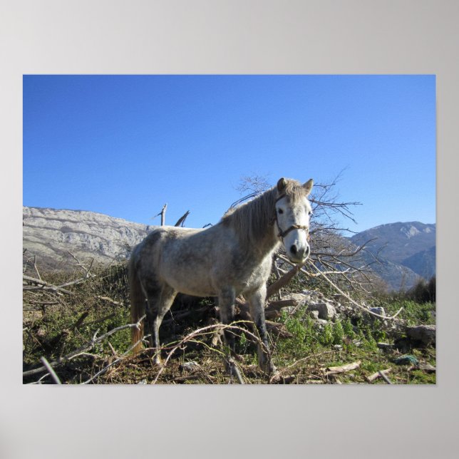 Portrait of a Horse Poster (Front)