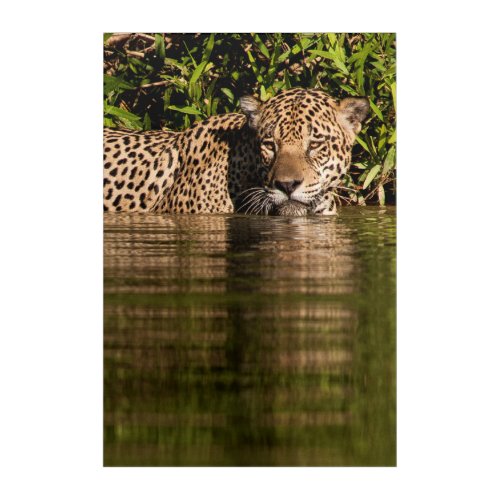 Portrait of a Jaguar Swimming Acrylic Print