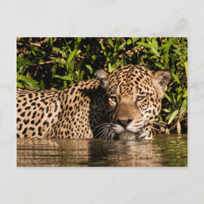 Portrait of a Jaguar Swimming Postcard
