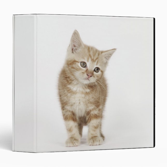 Portrait of a kitten 3 ring binder (Front/Spine)