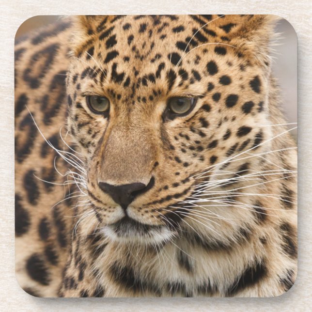 Portrait of a Leopard Beverage Coaster (Front)