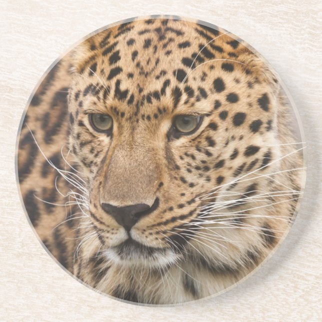 Portrait of a Leopard Sandstone Coaster (Front)