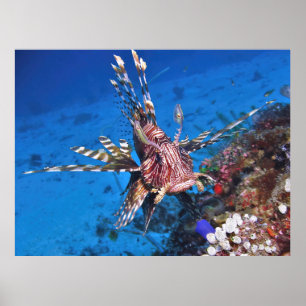 Portrait of a Lionfish Poster