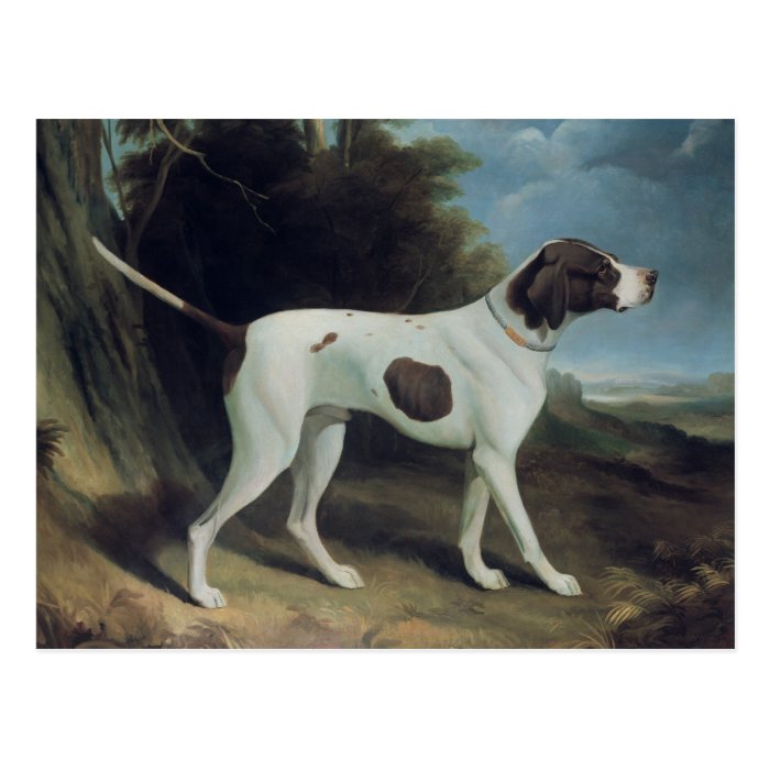 Portrait of a liver and white pointer post cards