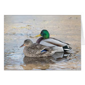 Portrait of a male and female mallard (Front Horizontal)