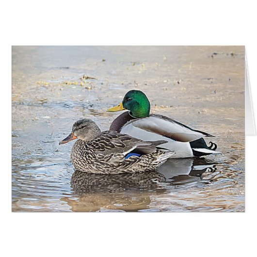 Portrait of a male and female mallard (Front Horizontal)