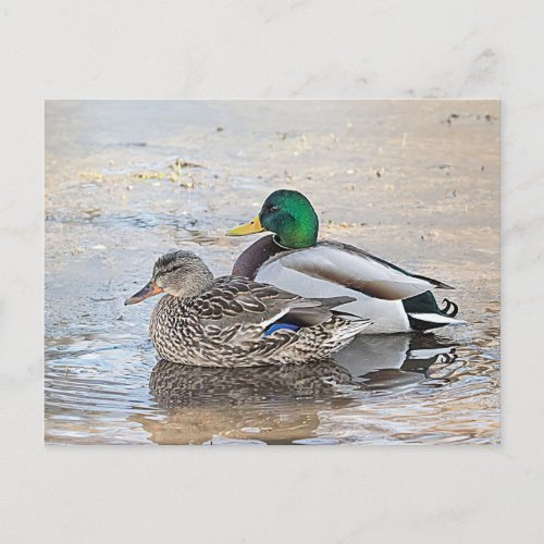 Portrait of a male and female mallard postcard