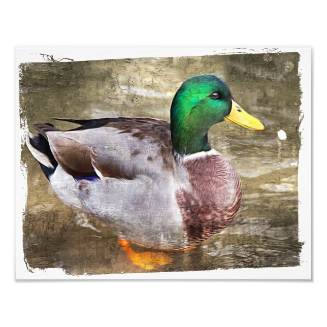 Portrait of a male mallard photo print (Front)