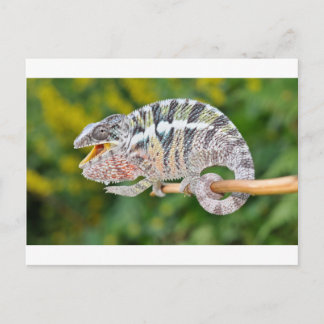 portrait of a male panther chameleon postcard