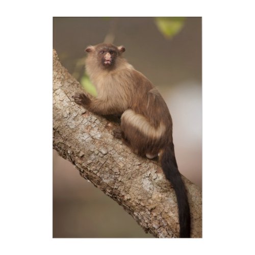 Portrait of a Marmoset Monkey Acrylic Print