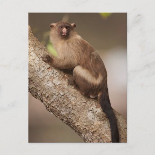 Portrait of a Marmoset Monkey Postcard
