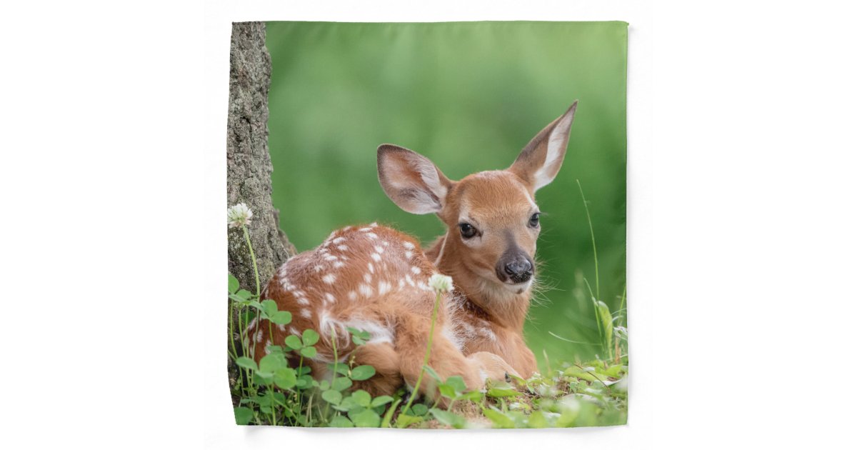 newborn white tailed deer