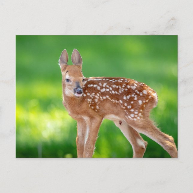 Portrait of a Newborn Fawn (white-tailed deer) Postcard (Front)