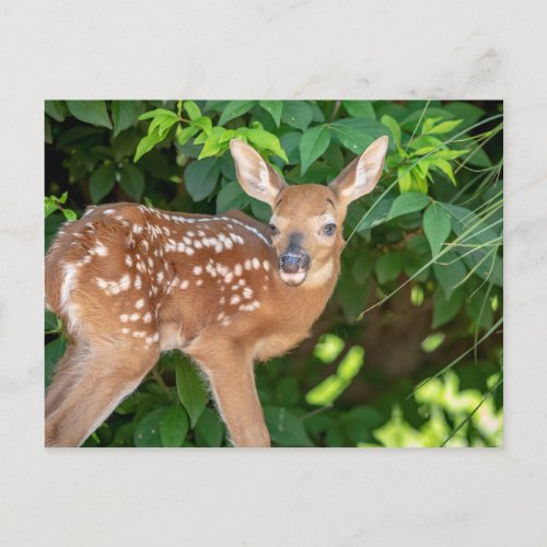Portrait of a Newborn Fawn white_tailed deer Postcard