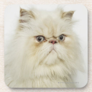 Portrait of a Persian cat Beverage Coaster