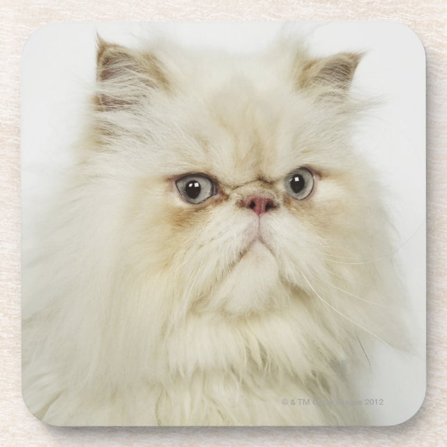 Portrait of a Persian cat Beverage Coaster (Front)