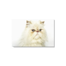 Portrait of a Persian cat