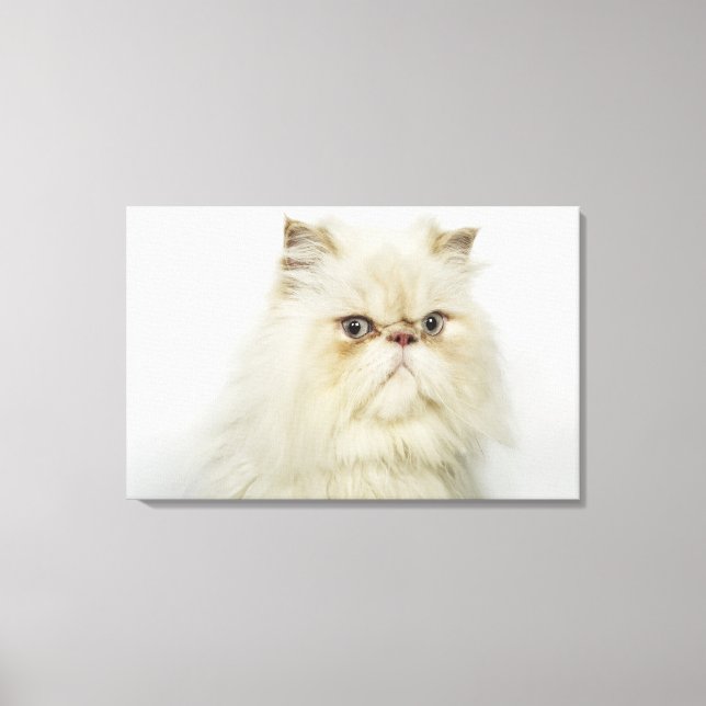 Portrait of a Persian cat Canvas Print (Front)