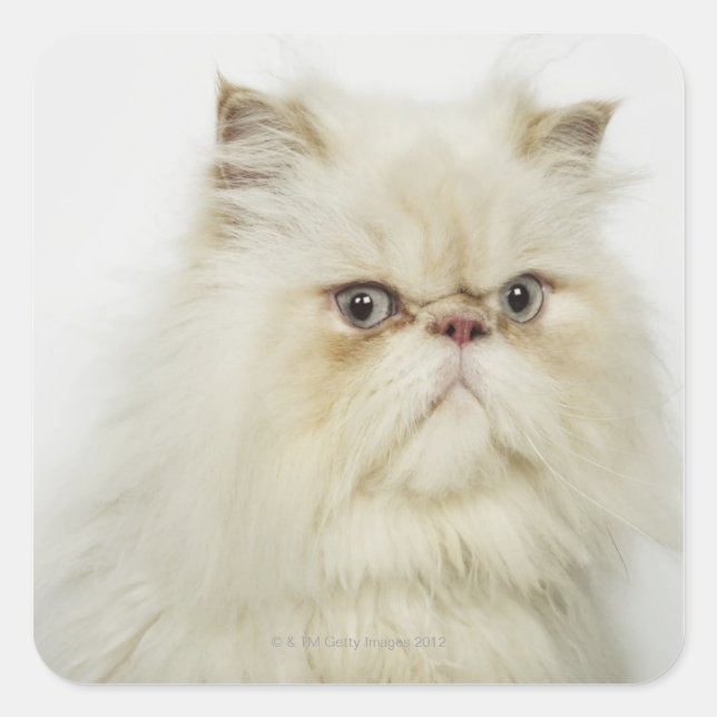 Portrait of a Persian cat Square Sticker (Front)