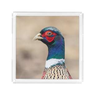 Portrait of a pheasant acrylic tray