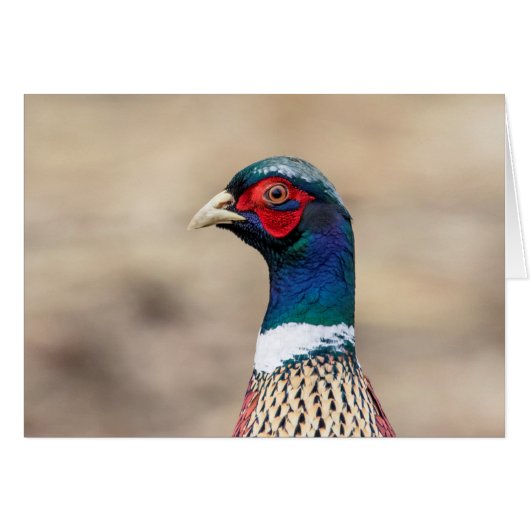 Portrait of a pheasant cards (Front Horizontal)