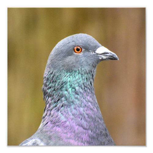 Portrait Of A Pigeon  Photo Print