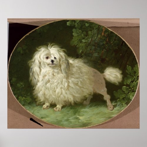 Portrait of a Poodle Poster