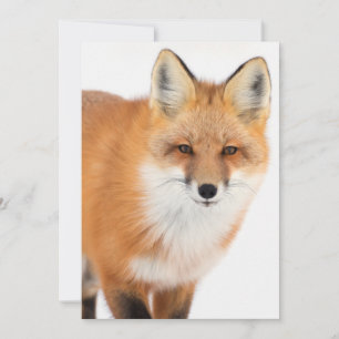 Portrait of a Red Fox Holiday Card