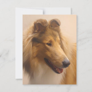 Portrait of a Rough Sable Collie Note Card