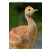 Portrait of a Sandhill Crane Colt (Front)