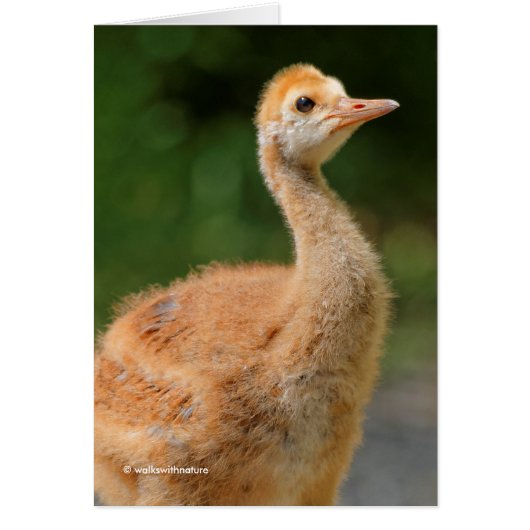 Portrait of a Sandhill Crane Colt Cards (Front)