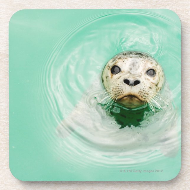 Portrait of a seal in water coaster (Front)